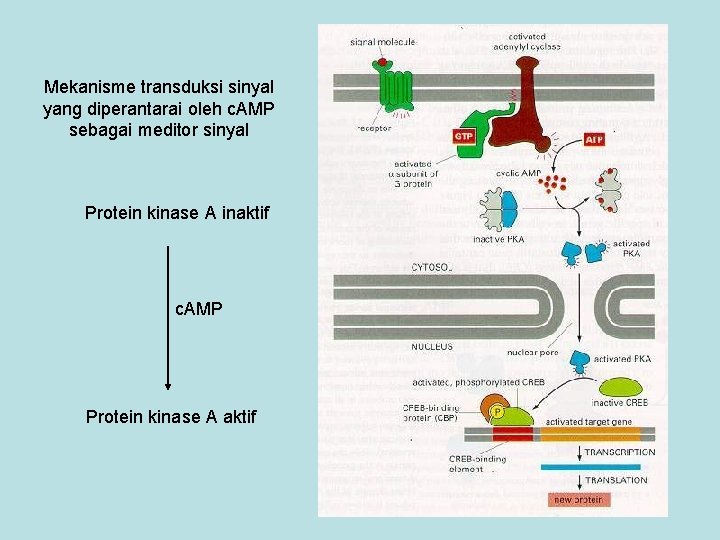 Mekanisme transduksi sinyal yang diperantarai oleh c. AMP sebagai meditor sinyal Protein kinase A