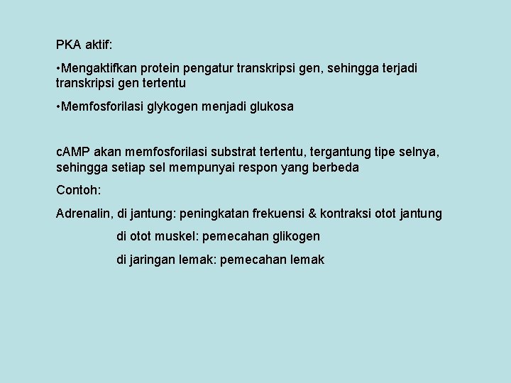 PKA aktif: • Mengaktifkan protein pengatur transkripsi gen, sehingga terjadi transkripsi gen tertentu •