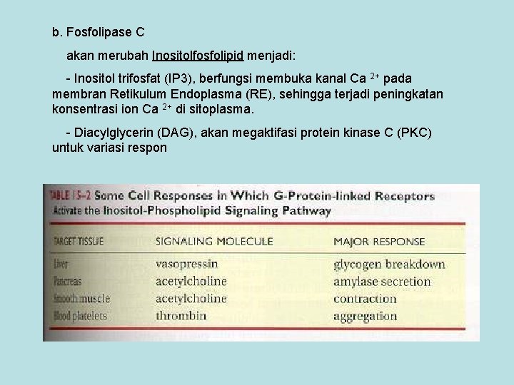 b. Fosfolipase C akan merubah Inositolfosfolipid menjadi: - Inositol trifosfat (IP 3), berfungsi membuka