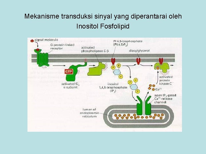Mekanisme transduksi sinyal yang diperantarai oleh Inositol Fosfolipid 