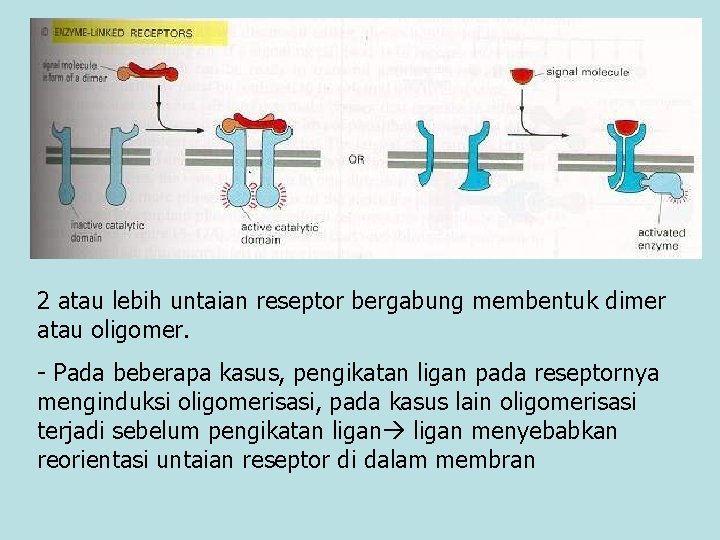 2 atau lebih untaian reseptor bergabung membentuk dimer atau oligomer. - Pada beberapa kasus,