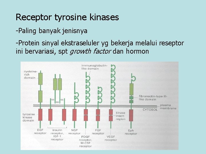 Receptor tyrosine kinases -Paling banyak jenisnya -Protein sinyal ekstraseluler yg bekerja melalui reseptor ini