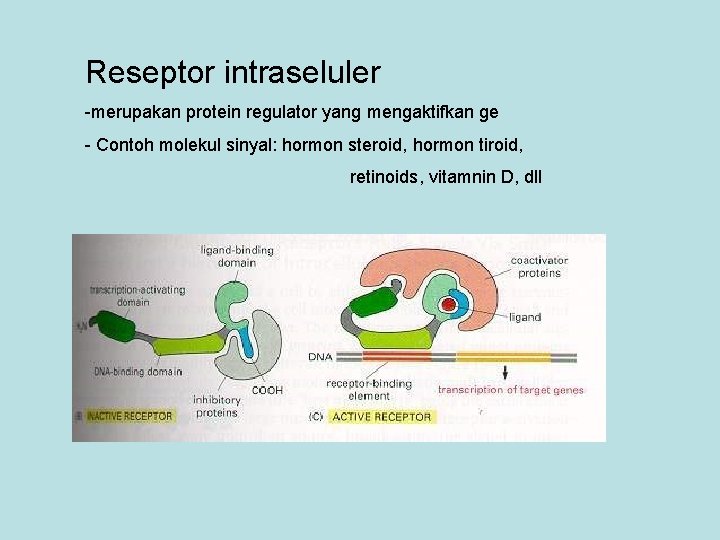 Reseptor intraseluler -merupakan protein regulator yang mengaktifkan ge - Contoh molekul sinyal: hormon steroid,