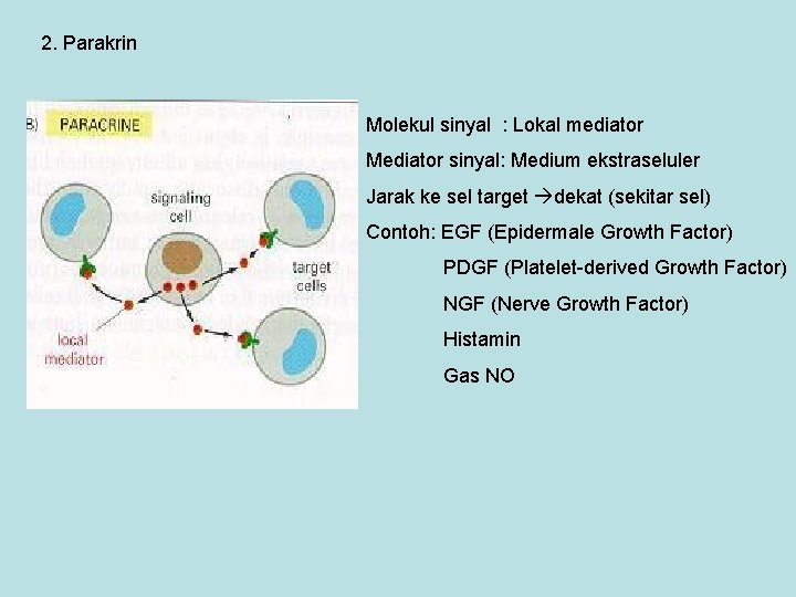 2. Parakrin Molekul sinyal : Lokal mediator Mediator sinyal: Medium ekstraseluler Jarak ke sel