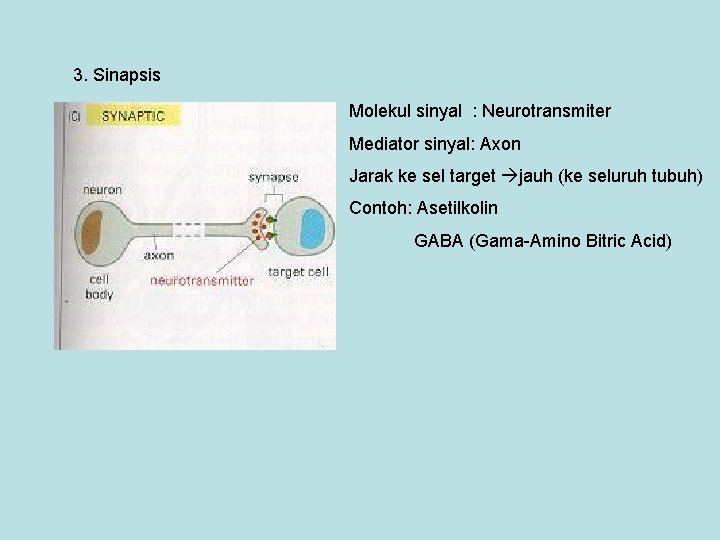 3. Sinapsis Molekul sinyal : Neurotransmiter Mediator sinyal: Axon Jarak ke sel target jauh