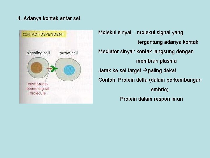 4. Adanya kontak antar sel Molekul sinyal : molekul signal yang tergantung adanya kontak