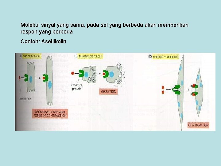 Molekul sinyal yang sama, pada sel yang berbeda akan memberikan respon yang berbeda Contoh: