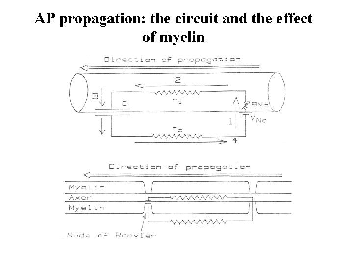 AP propagation: the circuit and the effect of myelin 