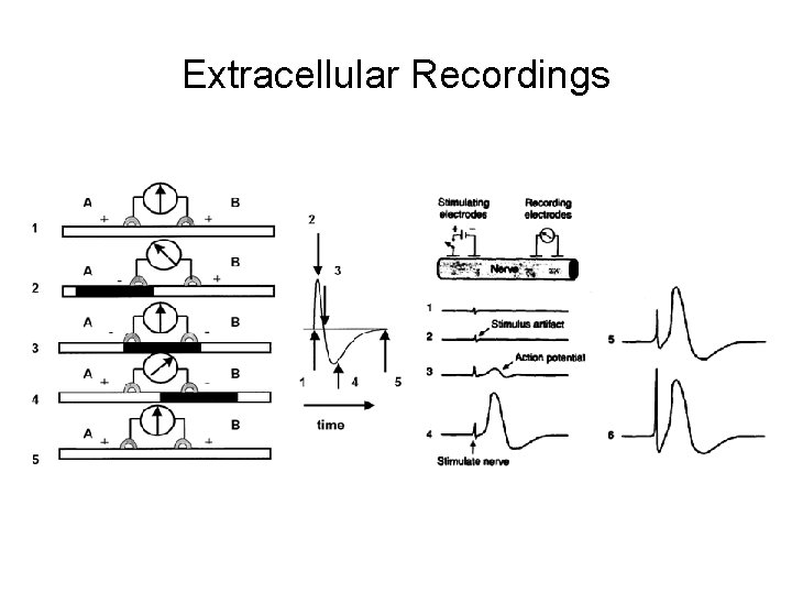 Extracellular Recordings 