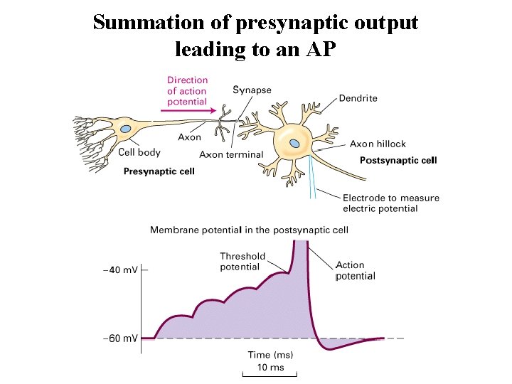 Summation of presynaptic output leading to an AP 