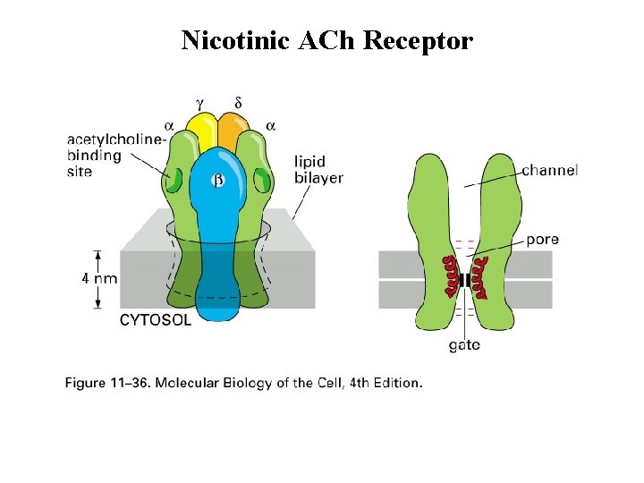 Nicotinic ACh Receptor 