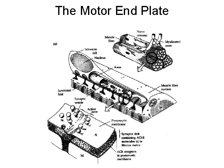 The Motor End Plate 