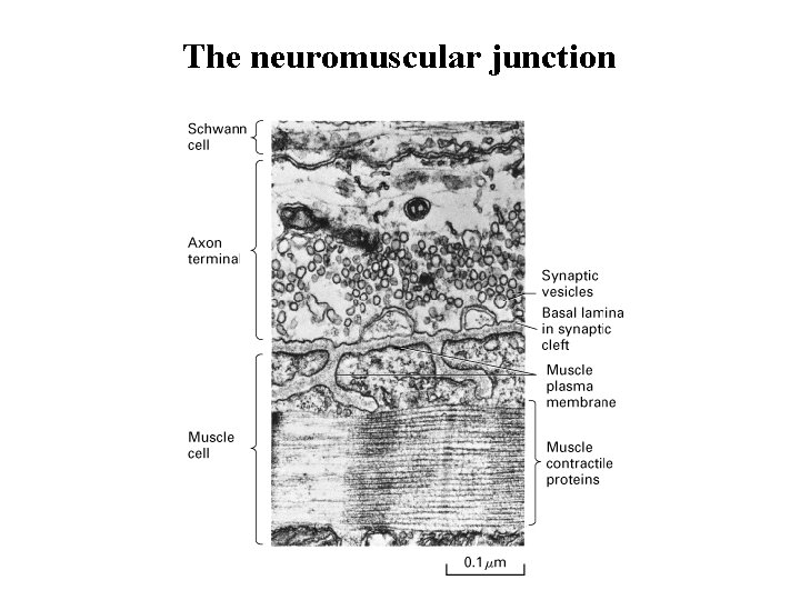 The neuromuscular junction 