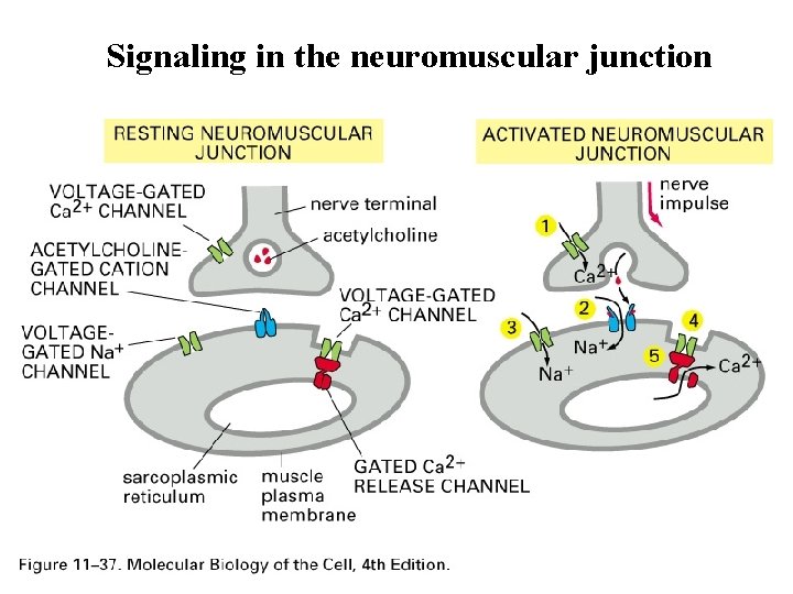 Signaling in the neuromuscular junction 