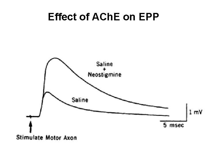 Effect of ACh. E on EPP 