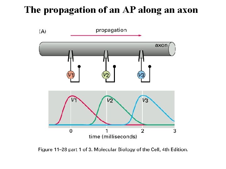 The propagation of an AP along an axon 