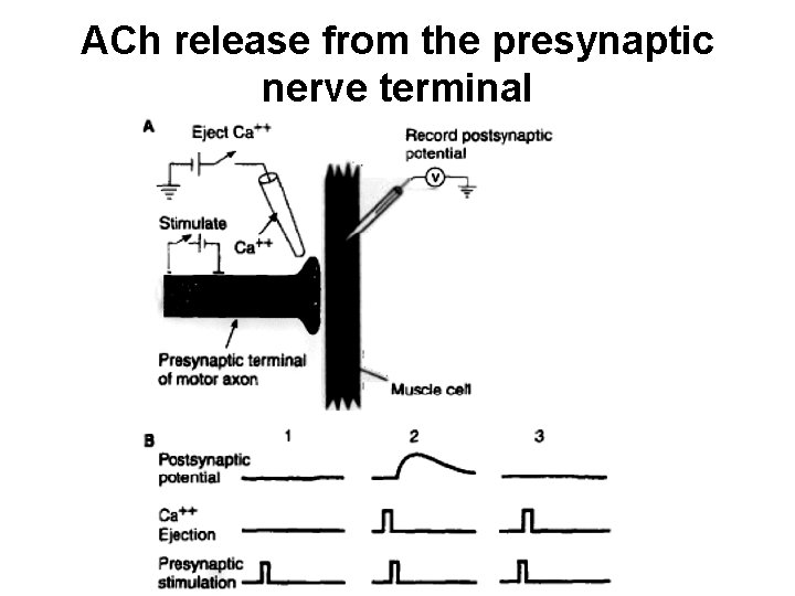 ACh release from the presynaptic nerve terminal 