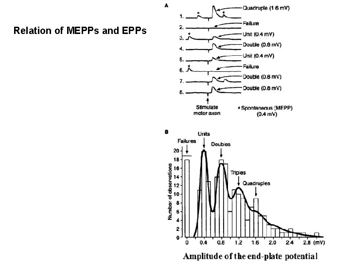 Relation of MEPPs and EPPs 