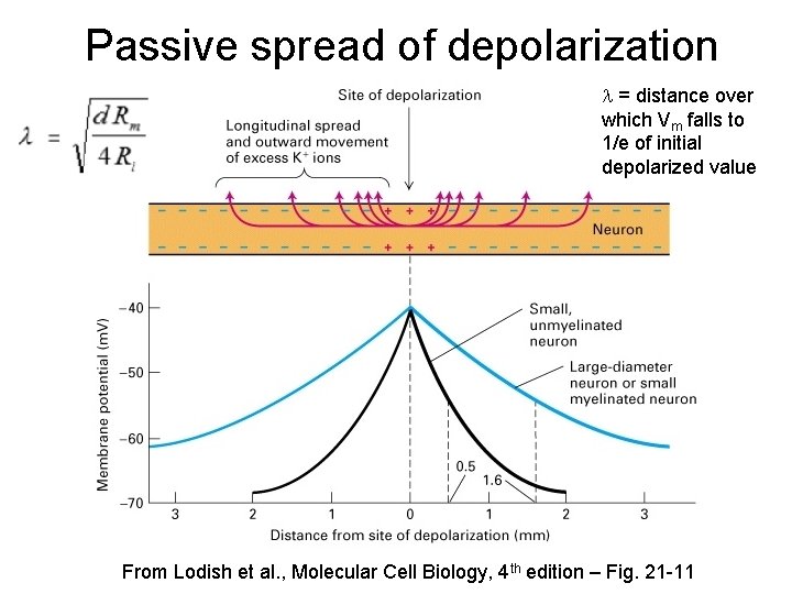 Passive spread of depolarization = distance over which Vm falls to 1/e of initial
