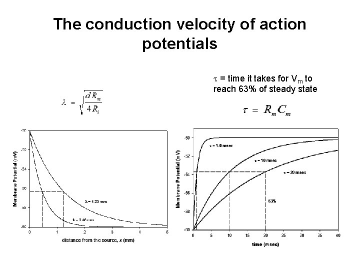 The conduction velocity of action potentials = time it takes for Vm to reach