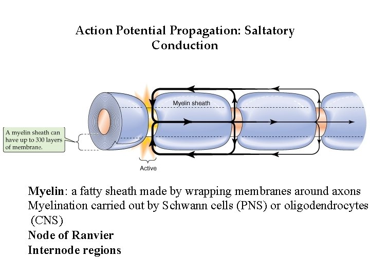 Action Potential Propagation: Saltatory Conduction Myelin: a fatty sheath made by wrapping membranes around