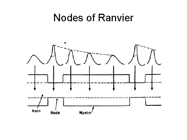Nodes of Ranvier 