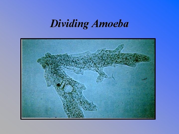 Dividing Amoeba 