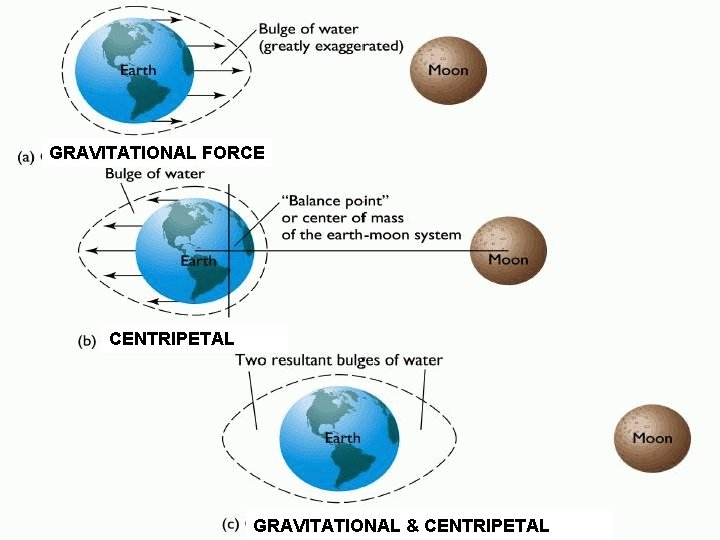GRAVITATIONAL FORCE CENTRIPETAL GRAVITATIONAL & CENTRIPETAL 