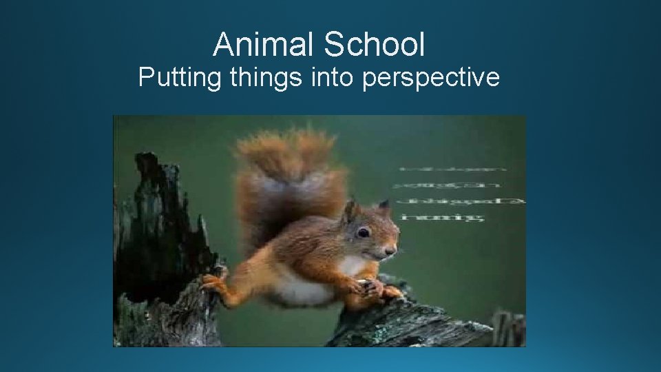 Animal School Putting things into perspective 