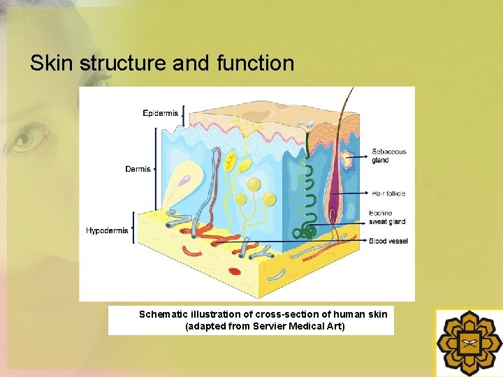 Skin structure and function Schematic illustration of cross-section of human skin (adapted from Servier