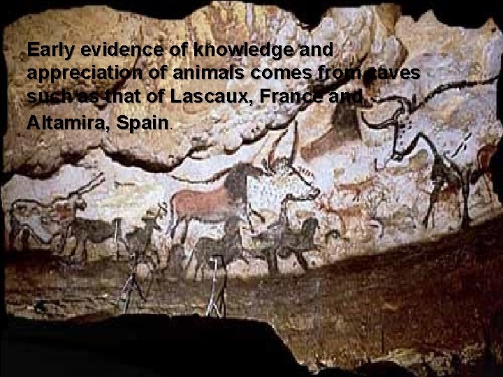 Early evidence of knowledge and appreciation of animals comes from caves Prehistoric Biological Knowledge