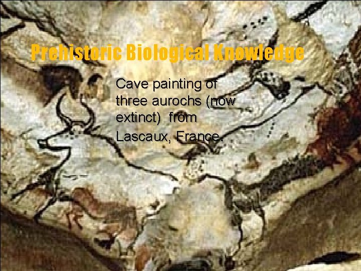 Prehistoric Biological Knowledge Cave painting of three aurochs (now extinct) from Lascaux, France. 