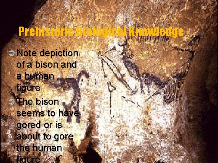 Prehistoric Biological Knowledge Ü Note depiction of a bison and a human figure Ü