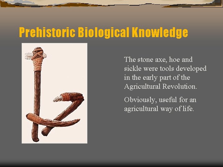 Prehistoric Biological Knowledge The stone axe, hoe and sickle were tools developed in the