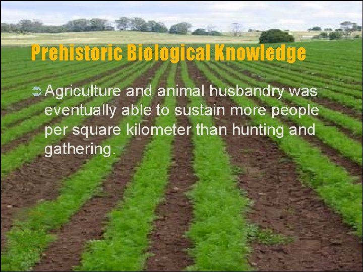 Prehistoric Biological Knowledge Ü Agriculture and animal husbandry was eventually able to sustain more