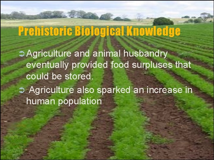 Prehistoric Biological Knowledge Ü Agriculture and animal husbandry eventually provided food surpluses that could
