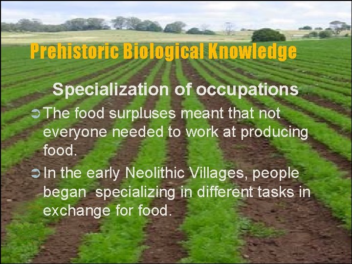Prehistoric Biological Knowledge Specialization of occupations Ü The food surpluses meant that not everyone
