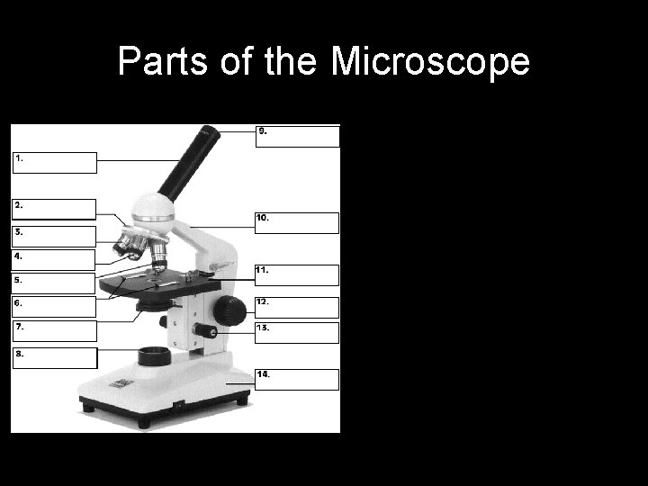 Parts of the Microscope • • • • 1. body tube 2. revolving nosepiece