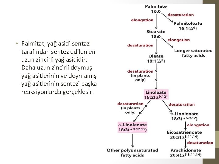  • Palmitat, yağ asidi sentaz tarafından sentez edilen en uzun zincirli yağ asididir.