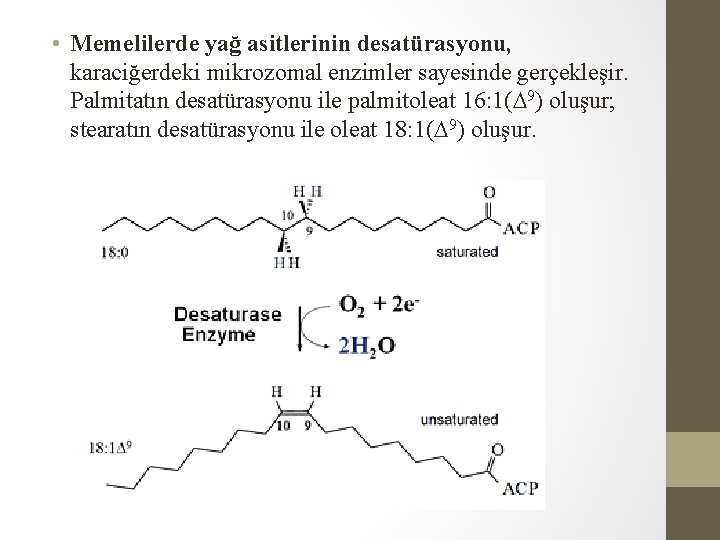  • Memelilerde yağ asitlerinin desatürasyonu, karaciğerdeki mikrozomal enzimler sayesinde gerçekleşir. Palmitatın desatürasyonu ile