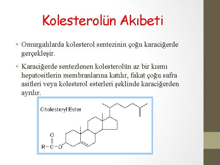 Kolesterolün Akıbeti • Omurgalılarda kolesterol sentezinin çoğu karaciğerde gerçekleşir. • Karaciğerde sentezlenen kolesterolün az