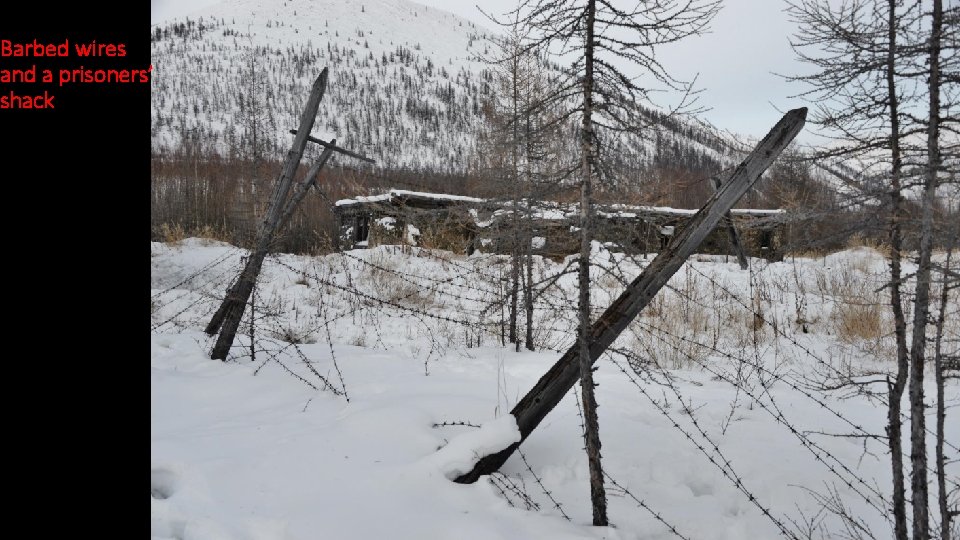 Barbed wires and a prisoners’ shack 