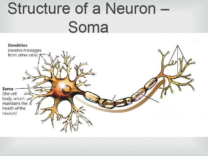 Structure of a Neuron – Soma 