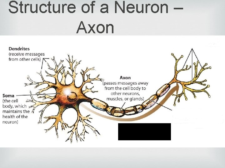 Structure of a Neuron – Axon 