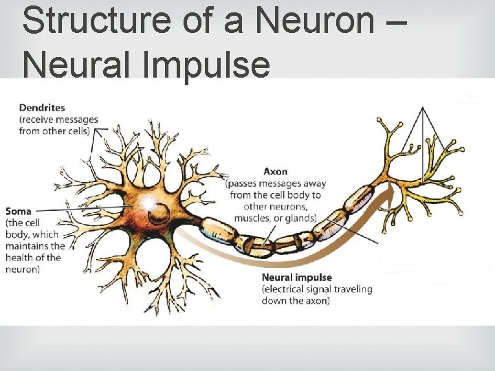 Structure of a Neuron – Neural Impulse 