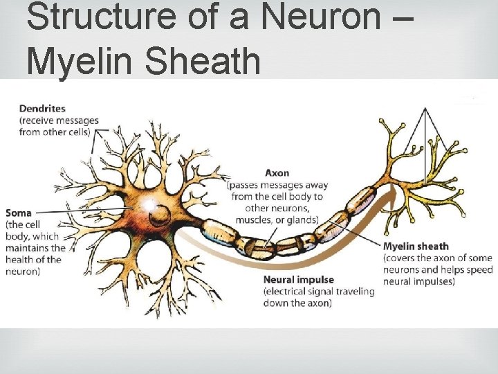 Structure of a Neuron – Myelin Sheath 