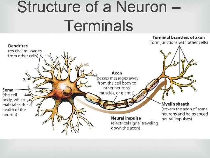 Structure of a Neuron – Terminals 