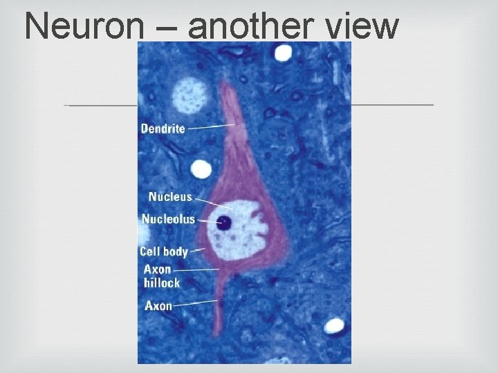 Neuron – another view 