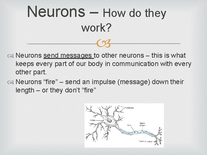 Neurons – How do they work? Neurons send messages to other neurons – this