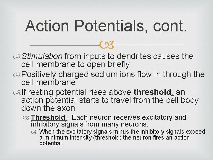 Action Potentials, cont. Stimulation from inputs to dendrites causes the cell membrane to open